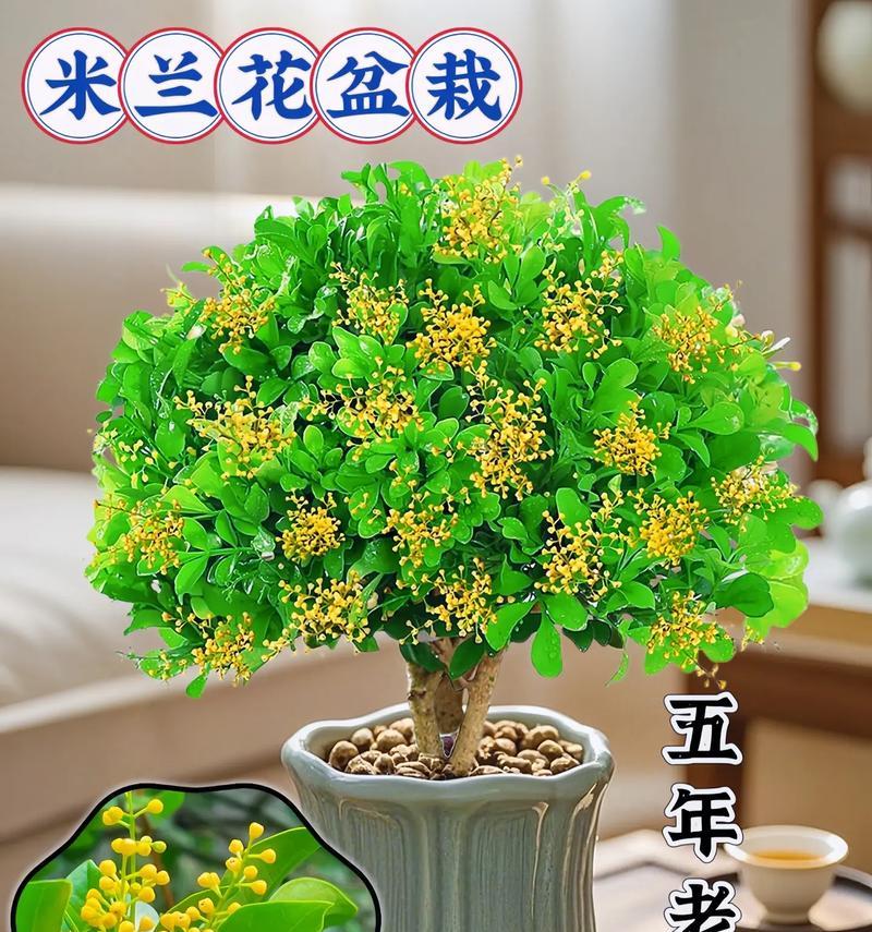 如何成功扦插米兰花？（掌握关键步骤，让米兰花生根发芽茁壮成长）-第1张图片-绿意生活