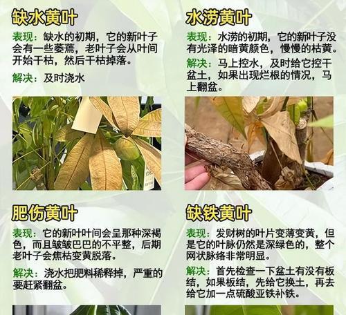 如何救活濒危的发财树？（一场关于保护生态的救赎之旅）-第1张图片-绿意生活
