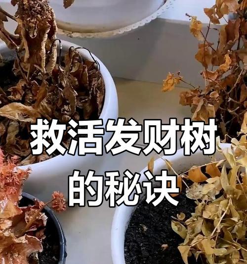 如何救活濒危的发财树？（一场关于保护生态的救赎之旅）-第3张图片-绿意生活