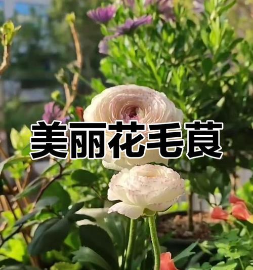 以毛茛花为主题的种植技巧与养护指南（打造美丽花园，从毛茛花开始）-第1张图片-绿意生活