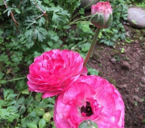 以毛茛花为主题的种植技巧与养护指南（打造美丽花园，从毛茛花开始）-第2张图片-绿意生活