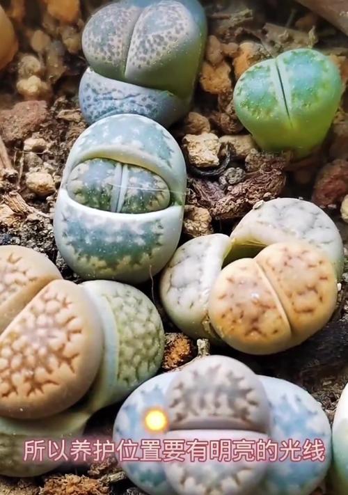 以石生花怎么养殖——打造居家花园的独特之选（掌握养殖技巧，让石生花焕发鲜活生命力）-第1张图片-绿意生活