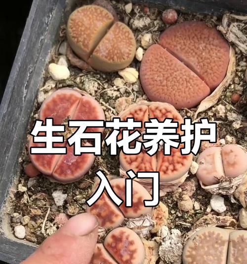 以石生花怎么养殖——打造居家花园的独特之选（掌握养殖技巧，让石生花焕发鲜活生命力）-第3张图片-绿意生活