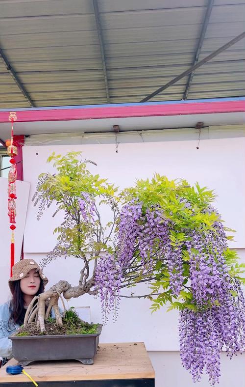 大型紫藤的盆栽技巧（打造庭院中的紫色海洋）-第3张图片-绿意生活