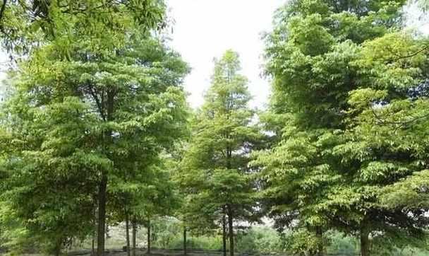 金丝楠木生长周期及成长规律（探究金丝楠木10年的生长及大小变化）-第2张图片-绿意生活
