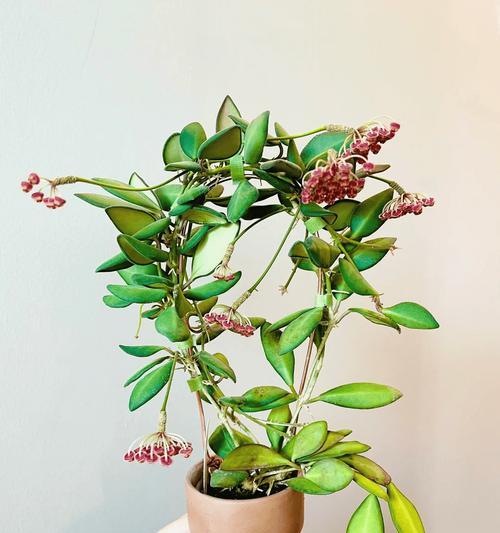 家里的花的养护指南（让你的花朵健康茁壮生长）-第1张图片-绿意生活