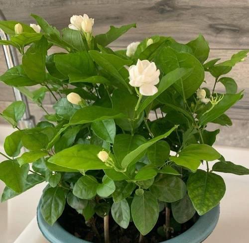 家里的花的养护指南（让你的花朵健康茁壮生长）-第3张图片-绿意生活