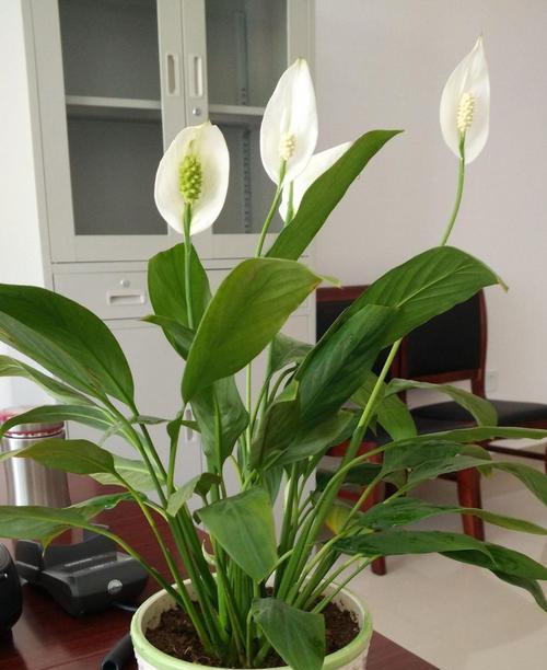 家里的花的养护指南（让你的花朵健康茁壮生长）-第2张图片-绿意生活