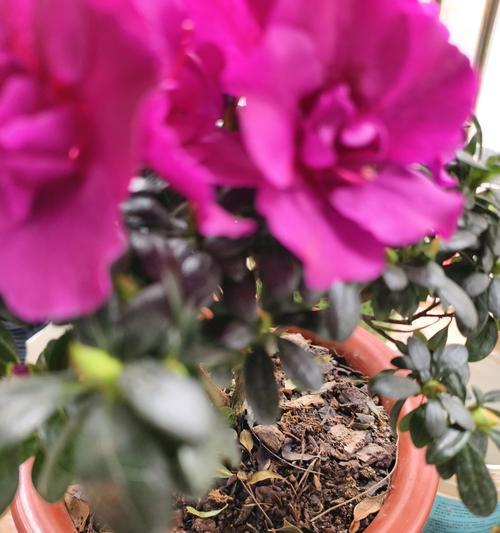 花卉养护的重要性及花朵死亡的原因（以花换土后为什么会导致花朵死亡？土壤改良和养护技巧是关键！）-第1张图片-绿意生活