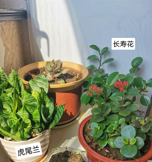 花卉养护的重要性及花朵死亡的原因（以花换土后为什么会导致花朵死亡？土壤改良和养护技巧是关键！）-第3张图片-绿意生活