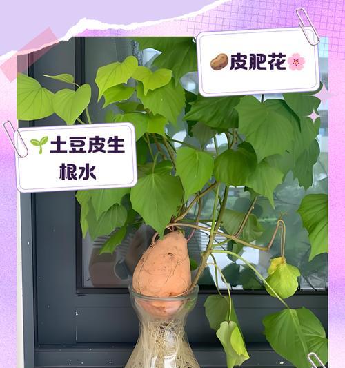 母乳浇花的好处和坏处（正确使用母乳为花草浇水，让生命之泉滋润植物）-第3张图片-绿意生活