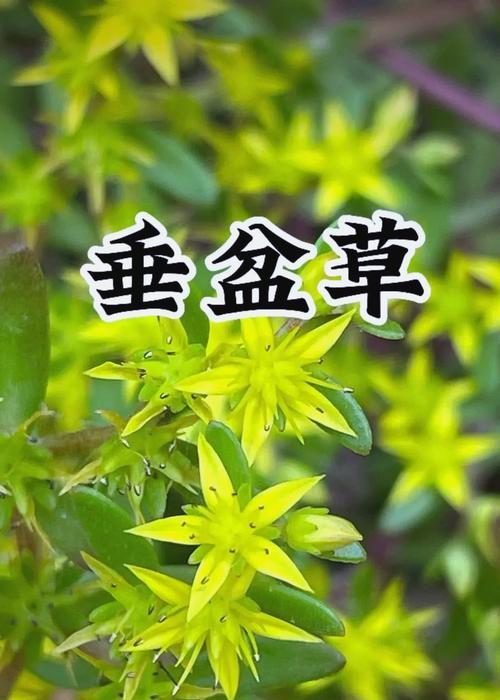 如何快速养殖垂盆草？（垂盆草养殖技巧，让你省时省力赚大钱）-第1张图片-绿意生活