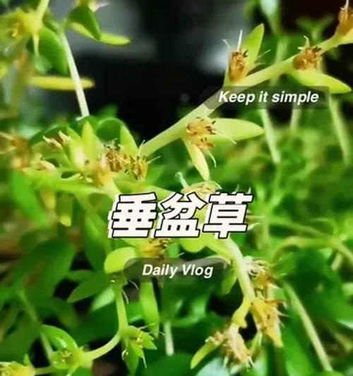如何快速养殖垂盆草？（垂盆草养殖技巧，让你省时省力赚大钱）-第3张图片-绿意生活