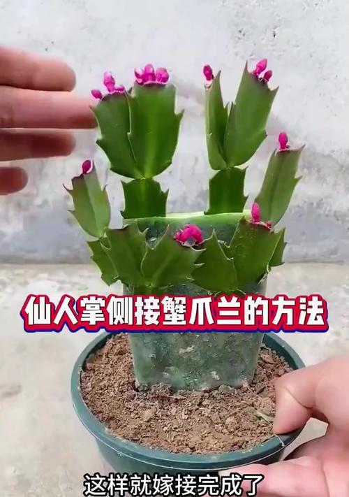蟹爪兰土壤配置的秘诀（打造理想生长环境，让蟹爪兰健康茁壮成长）-第1张图片-绿意生活