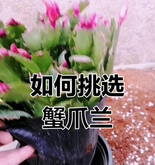 蟹爪兰土壤配置的秘诀（打造理想生长环境，让蟹爪兰健康茁壮成长）-第2张图片-绿意生活