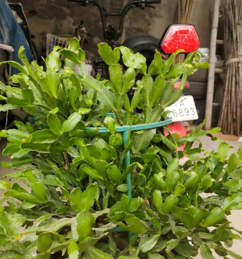 蟹爪兰土壤配置的秘诀（打造理想生长环境，让蟹爪兰健康茁壮成长）-第3张图片-绿意生活