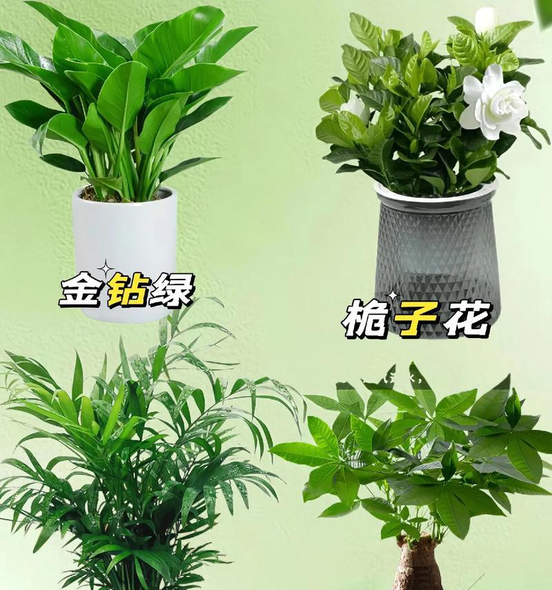 琴叶榕的种植与护理（用什么土养好琴叶榕？）-第3张图片-绿意生活