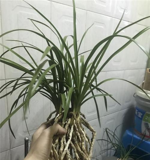 如何养护一品冠（打造绿意盎然的花园）-第2张图片-绿意生活