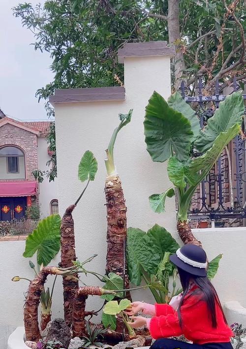 以滴水观音修成老桩的奇妙之路（探索滴水观音修行的关键要素与方法）-第2张图片-绿意生活