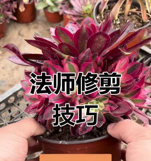 法师的叶子肥大之道（打造肥美叶子的秘密武器）-第2张图片-绿意生活