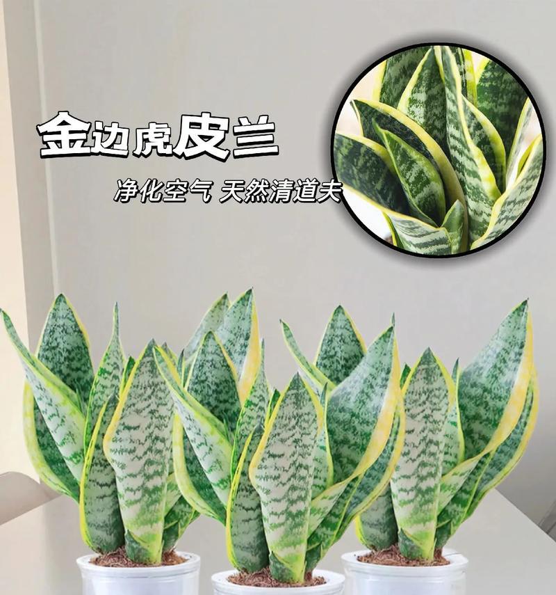 虎皮兰如何施肥最好？（肥料的选择和施用方式对虎皮兰的影响）-第1张图片-绿意生活