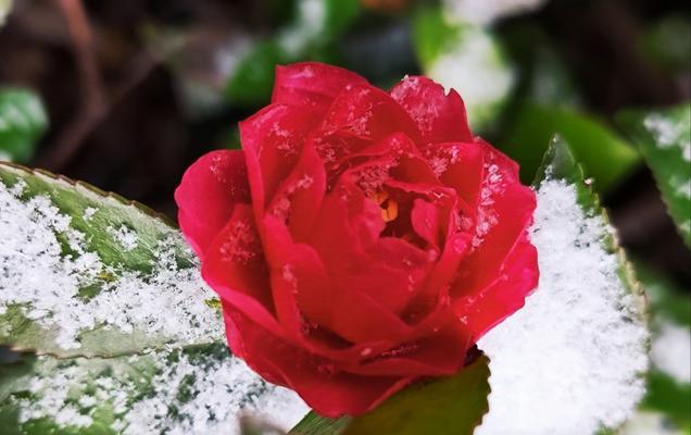 雪花叶子艺术的魅力（用纸笔勾勒出生命之美）-第1张图片-绿意生活