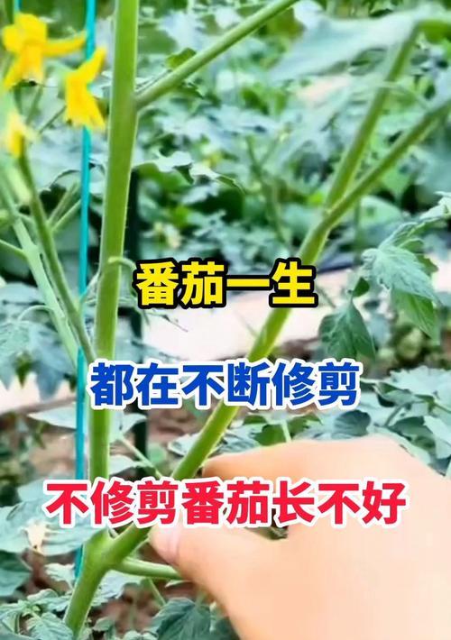 西红柿的授粉过程解析（一棵西红柿如何完成自身授粉？）-第1张图片-绿意生活