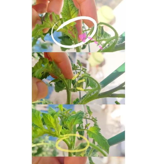 西红柿的授粉过程解析（一棵西红柿如何完成自身授粉？）-第3张图片-绿意生活