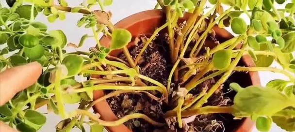 如何判断碰碰香烂根及应对方法（辨别真假香烂根，保护自身权益）-第1张图片-绿意生活