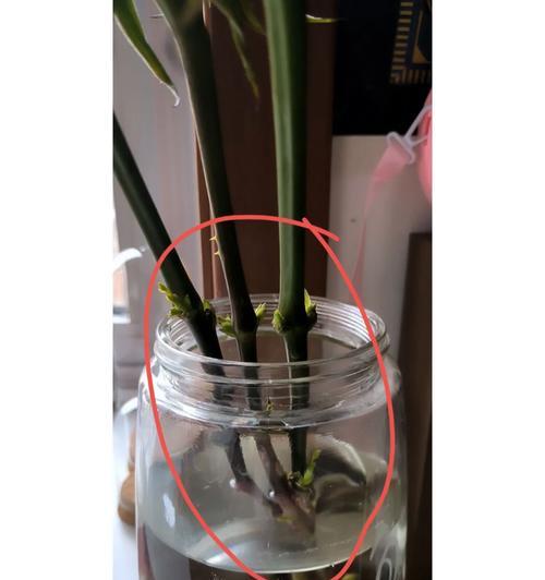 剪枝后的玫瑰，如何打理成盛开花朵（关键步骤与养护技巧，让玫瑰焕发绚丽的生机）-第3张图片-绿意生活