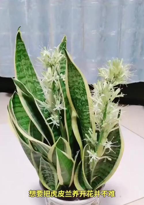 室外养虎皮兰，打造绿色庭院（以虎皮兰为主角的室外养护指南）-第2张图片-绿意生活