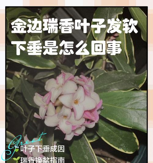 瑞香叶子发黄的原因及处理方法（瑞香植株叶子发黄可能是由于养护不当引起的）-第2张图片-绿意生活