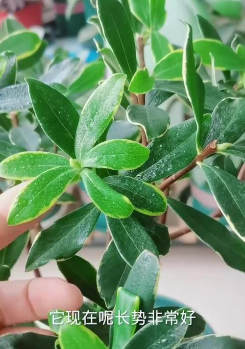 瑞香叶子发黄的原因及处理方法（瑞香植株叶子发黄可能是由于养护不当引起的）-第1张图片-绿意生活