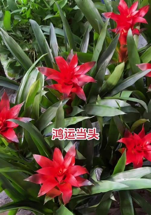 以红运当头花的管理之道（掌握关键技巧，实现繁花似锦）-第2张图片-绿意生活