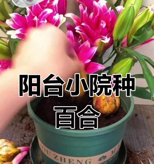 百合球的养护之道（百合怎么养球？百合球养护全攻略！）-第1张图片-绿意生活