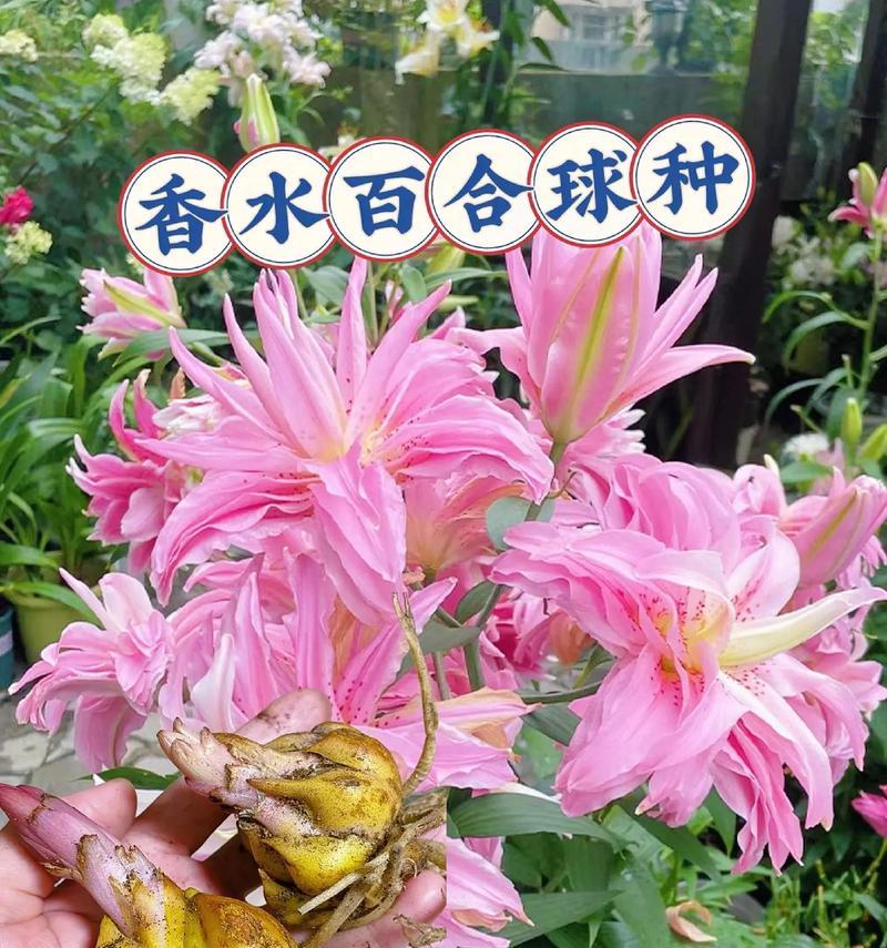 百合球的养护之道（百合怎么养球？百合球养护全攻略！）-第3张图片-绿意生活