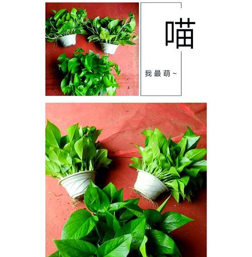 绿萝之美（掌握关键，让绿萝生机盎然）-第1张图片-绿意生活