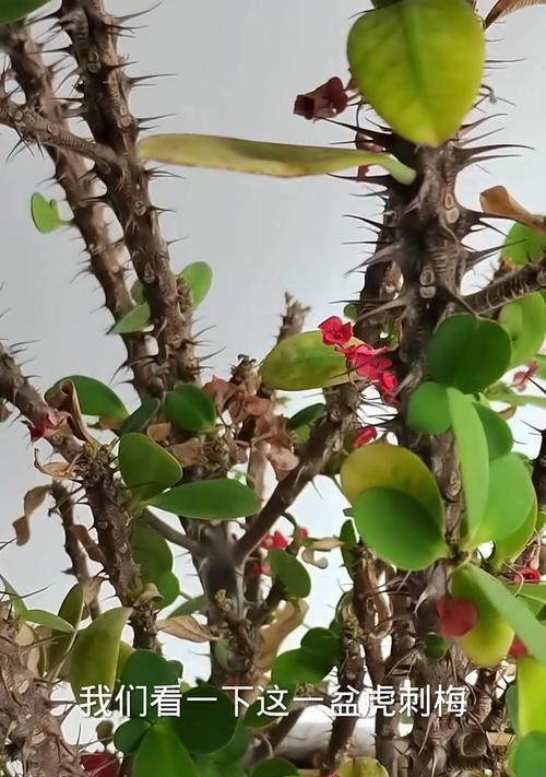 秋天怎么养护虎刺梅，让它更美丽绽放（秋季虎刺梅养护要点及注意事项，助您打造花坛亮点）-第1张图片-绿意生活