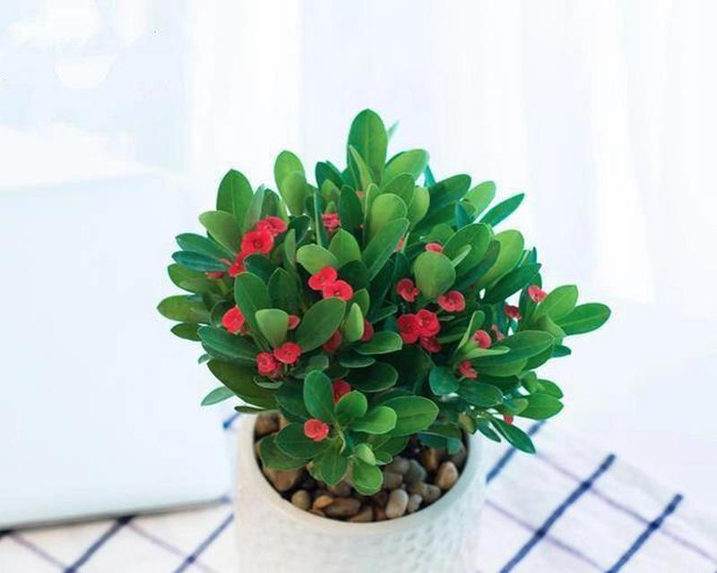秋天怎么养护虎刺梅，让它更美丽绽放（秋季虎刺梅养护要点及注意事项，助您打造花坛亮点）-第2张图片-绿意生活