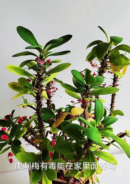 秋天怎么养护虎刺梅，让它更美丽绽放（秋季虎刺梅养护要点及注意事项，助您打造花坛亮点）-第3张图片-绿意生活