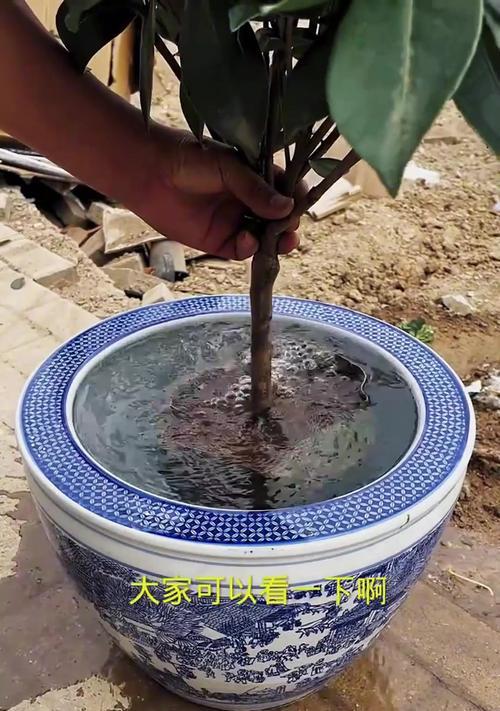 如何科学浇水山茶花（掌握适宜浇水频率和方法，让山茶花茁壮成长）-第1张图片-绿意生活
