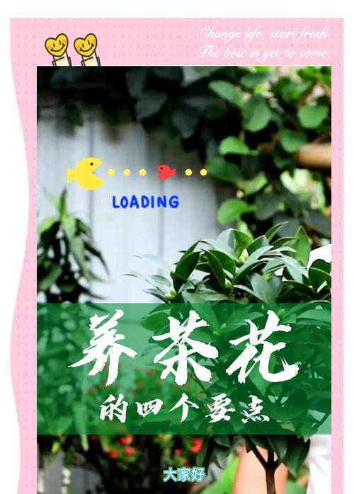 如何科学浇水山茶花（掌握适宜浇水频率和方法，让山茶花茁壮成长）-第2张图片-绿意生活