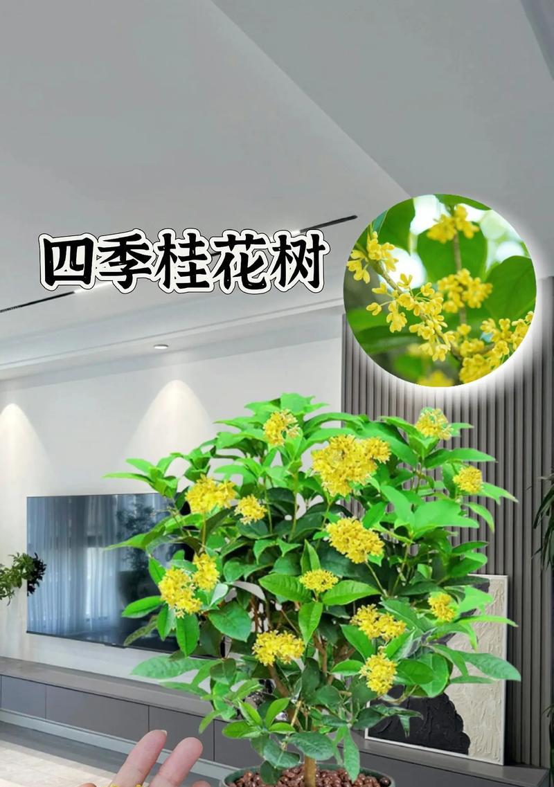 延长桂花树花期的方法（掌握关键技巧，让桂花开得更长久）-第1张图片-绿意生活