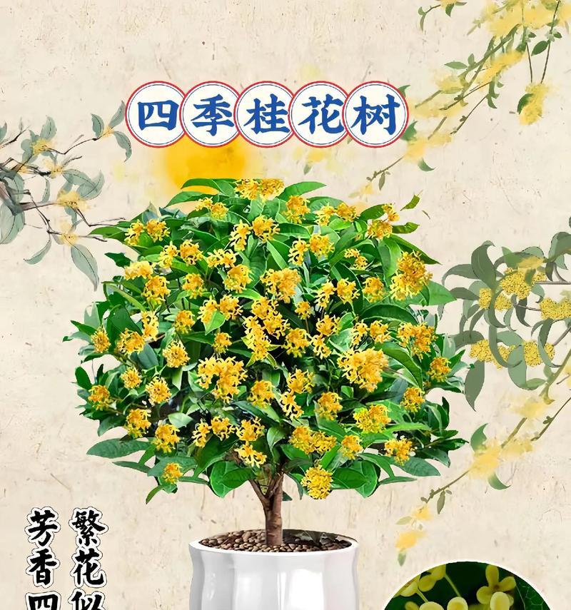 延长桂花树花期的方法（掌握关键技巧，让桂花开得更长久）-第2张图片-绿意生活
