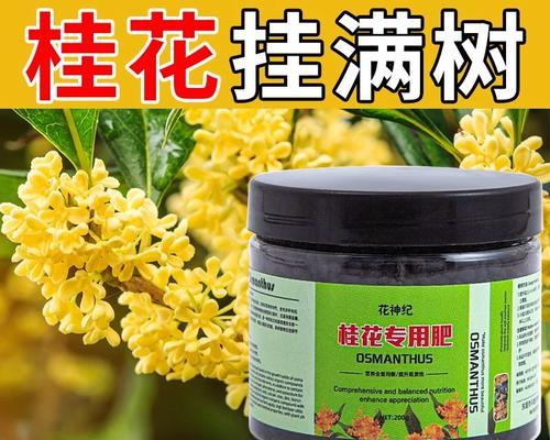 延长桂花树花期的方法（掌握关键技巧，让桂花开得更长久）-第3张图片-绿意生活