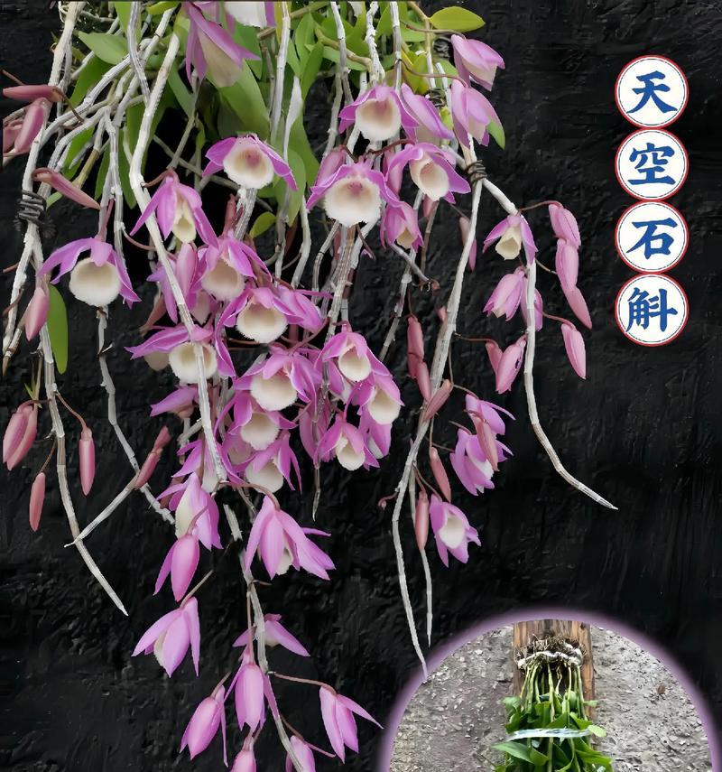 室内种植石斛花的养护技巧（打造舒适的家居花园，养护石斛花的秘诀）-第1张图片-绿意生活