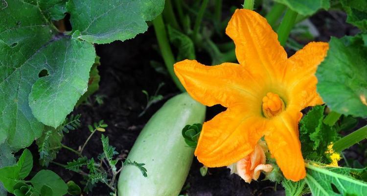 以西葫芦种植指南（浇水技巧及种植关键）-第1张图片-绿意生活