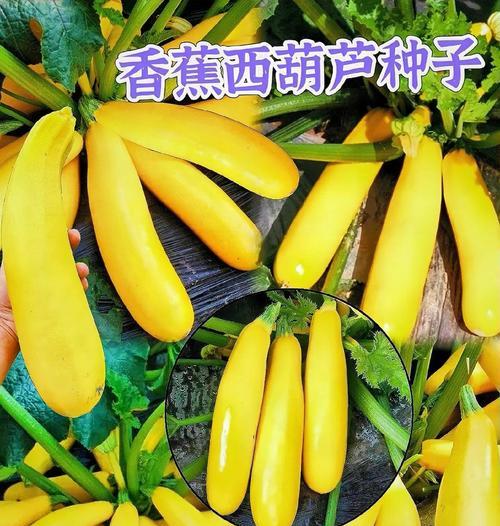 以西葫芦种植指南（浇水技巧及种植关键）-第2张图片-绿意生活