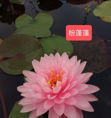 水生花卉盆栽创业指南（创业者必读的水生花卉盆栽种植与销售秘籍）-第1张图片-绿意生活