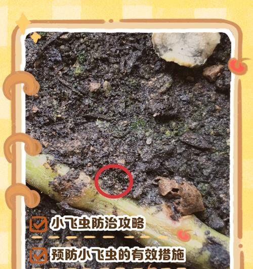 如何高效杀死小黑飞（一起来掌握小黑飞的致命弱点）-第3张图片-绿意生活